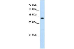 WB Suggested Anti-RNF32 Antibody Titration:  2. (RNF32 anticorps  (Middle Region))