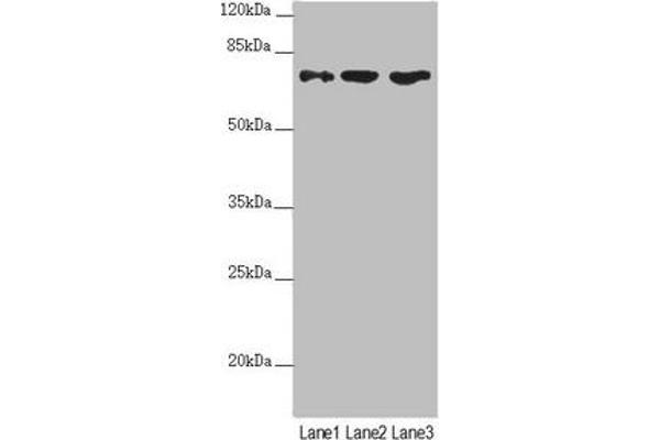 SCFD1 antibody  (AA 373-642)