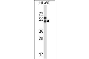 Western blot analysis in HL-60 cell line lysates (35ug/lane). (Apelin anticorps  (AA 215-244))