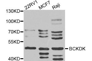 Western blot analysis of extracts of various cell lines, using BCKDK antibody (ABIN5974802) at 1/1000 dilution. (BCKDK anticorps)