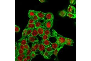 Immunofluorescence Analysis of MeOH-fixed HepG2 cells labeling Glypican-3 with Glypican-3 Mouse Recombinant Monoclonal Ab (rGPC3/863) followed by Goat anti-Mouse IgG-CF488 (Green).