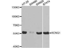 Western blot analysis of extracts of various cell lines, using KCNQ1 antibody. (KCNQ1 anticorps  (AA 250-549))