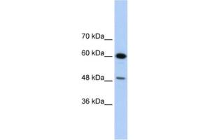Western Blotting (WB) image for anti-DAZ Associated Protein 1 (DAZAP1) antibody (ABIN2462284) (DAZAP1 anticorps)