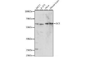 Western blot analysis of extracts of various cell lines using DCT Polyclonal Antibody at dilution of 1:1000. (DCT anticorps)