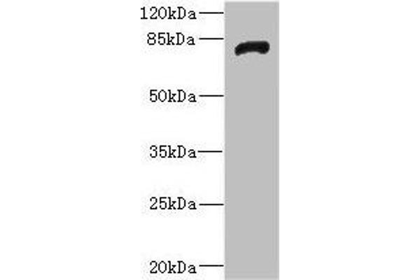 HHIP anticorps  (AA 18-220)