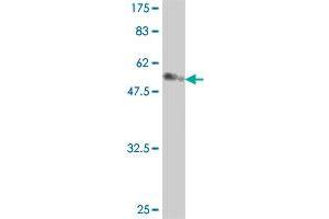 Western Blot detection against Immunogen (56.