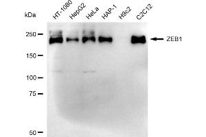 Western blotting analysis using ZEB1 antibody (ABIN7800892). (Recombinant ZEB1 anticorps)