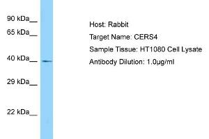 Host: Rabbit Target Name: CERS4 Sample Type: HT1080 Whole Cell lysates Antibody Dilution: 1. (LASS4 anticorps  (C-Term))