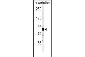 Western blot analysis of anti-ADAMTS4 Antibody (C-term) in mouse cerebellum tissue lysates (35ug/lane). (ADAMTS4 anticorps  (C-Term))
