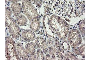 Immunohistochemical staining of paraffin-embedded Human Kidney tissue using anti-CHN1 mouse monoclonal antibody. (CHN1 anticorps)