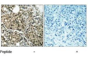 Image no. 1 for anti-GTPase Activating Protein (SH3 Domain) Binding Protein 1 (G3BP1) (Ser232) antibody (ABIN197272) (G3BP1 anticorps  (Ser232))