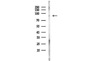 anti-Armadillo Repeat Containing 9 (ARMC9) antibody