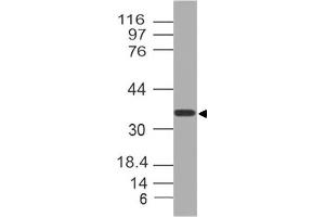 Image no. 1 for anti-Nucleoporin 35kDa (NUP35) (AA 26-241) antibody (ABIN5027408) (NUP35 anticorps  (AA 26-241))
