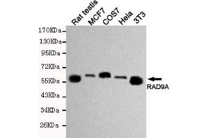 Western blot detection of RAD9A in Hela,MCF7,3T3,COS7 and Rat testis cell lysates using RAD9A mouse mAb (1:500 diluted). (RAD9A anticorps)