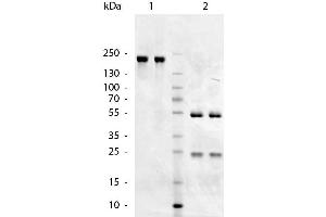 SDS-Page of Goat anti-Chicken IgM (Mu Chain) antibody.