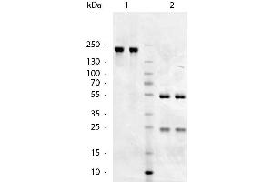 SDS-Page of Goat anti-Chicken IgM (Mu Chain) antibody. (Chèvre anti-Poulet IgM Anticorps - Preadsorbed)