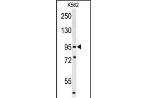 Western blot analysis of SUPV3L1 Antibody in K562 cell line lysates (35ug/lane)