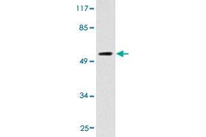 Western blot analysis of HT-29 cell extracts with CYP2D6 polyclonal antibody . (CYP2D6 anticorps  (AA 241-290))