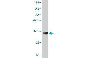Western Blot detection against Immunogen (34.