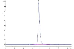 The purity of Mouse CLEC7A is greater than 95 % as determined by SEC-HPLC.