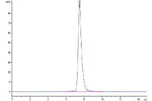 The purity of Mouse CLEC7A is greater than 95 % as determined by SEC-HPLC. (CLEC7A Protein (AA 71-244) (Fc Tag))