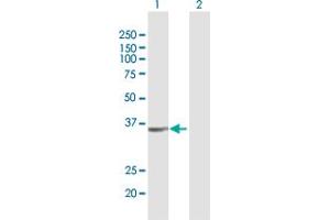 Western Blot analysis of ALG5 expression in transfected 293T cell line by ALG5 MaxPab polyclonal antibody.