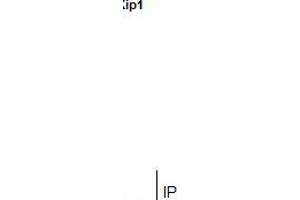 IP Image Immunoprecipitation of p27 Kip1 protein from MCF-7 whole cell extracts using 5 μg of p27 Kip1 antibody, Western blot analysis was performed using p27 Kip1 antibody, EasyBlot anti-Rabbit IgG  was used as a secondary reagent.