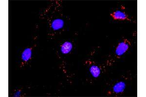 Proximity Ligation Analysis of protein-protein interactions between HCK and CRKL.