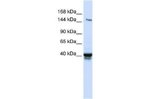 IGSF9 antibody used at 1 ug/ml to detect target protein. (IGSF9 anticorps  (N-Term))