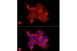 anti-P-Cadherin (CDH3) (AA 24-350) antibody
