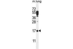 C14orf126 Antibody (C-term) western blot analysis in mouse lung tissue lysates (35µg/lane). (C14orf126 anticorps  (C-Term))