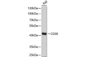 Western blot analysis of extracts of Raji cells, using CD38 Antibody (ABIN6130076, ABIN6138177, ABIN6138178 and ABIN6217677) at 1:1000 dilution.