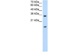 WB Suggested Anti-HNRPUL1 Antibody Titration:  0. (HNRNPUL1 anticorps  (C-Term))