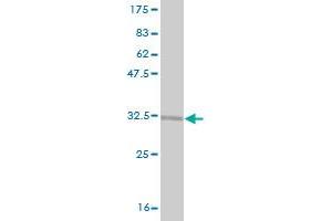 Western Blot detection against Immunogen (33.