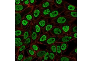 Immunofluorescent staining of paraformaldehyde-fixed HeLa cells with Pan-Nuclear Antigen Monoclonal Antibody (NM106) followed by goat anti-Mouse IgG-CF488 (Green). (Nuclear Antigen (Pan-Nuclear Marker) anticorps)