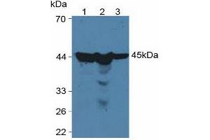 Western blot analysis of (1) Human HeLa cells, (2) Human HepG2 Cells and (3) Human 293T Cells.