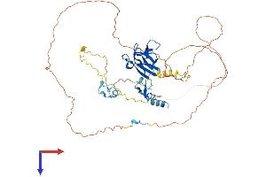AlphaFold protein structure predicition of Human Recombinant APLF Protein, UniprotID Q8IW19