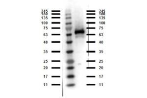 Western Blot of Rabbit anti-Abi1 antibody.
