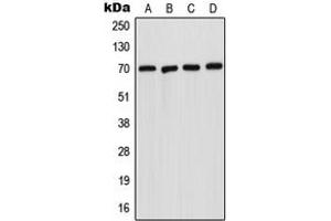 Western blot analysis of Acid Sphingomyelinase expression in A431 (A), HepG2 (B), SP2/0 (C), H9C2 (D) whole cell lysates. (SMPD1 anticorps  (Center))