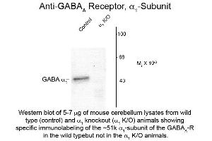 Western Blot of Anti-GABA(A) Receptor alpha 1 (Rabbit) Antibody - 600-401-D43 Western Blot of Anti-GABA(A) Receptor alpha 1 (Rabbit) Antibody.
