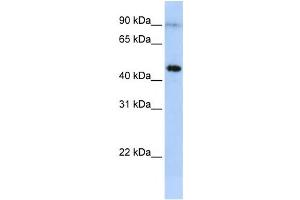 Western Blotting (WB) image for anti-Eosinophil Peroxidase (EPX) antibody (ABIN2458604)