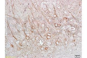 Immunohistochemistry (IHC) image for anti-Nitric Oxide Synthase 1, Neuronal (NOS1) (AA 51-150) antibody (ABIN725585)
