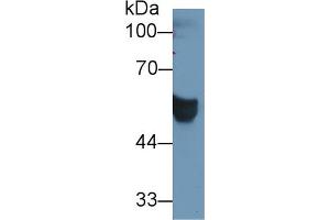 Western blot analysis of Human Serum, using Human CEACAM1 Antibody (1 µg/ml) and HRP-conjugated Goat Anti-Rabbit antibody ( (CEACAM1 anticorps  (AA 35-320))