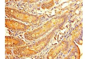 Immunohistochemistry of paraffin-embedded human small intestine tissue using ABIN7153215 at dilution of 1:100
