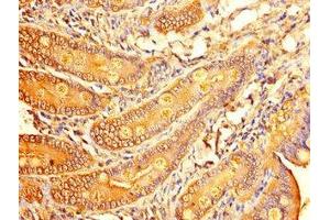 Immunohistochemistry of paraffin-embedded human small intestine tissue using ABIN7153215 at dilution of 1:100 (ALDOC anticorps  (AA 190-354))
