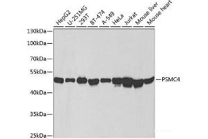 Western blot analysis of extracts of various cell lines using PSMC4 Polyclonal Antibody at dilution of 1:1000.