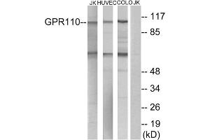 Western blot analysis of extracts from Jurkat cells, HUVEC cells and COLO cells, using GPR110 antibody. (G Protein-Coupled Receptor 110 anticorps  (C-Term))
