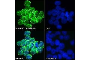 ABIN184887 Immunofluorescence analysis of paraformaldehyde fixed U937 cells immobilized on ShifixTM coverslip, permeabilized with 0.