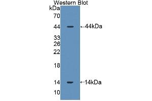 Figure. (SFTPD anticorps  (AA 20-374))