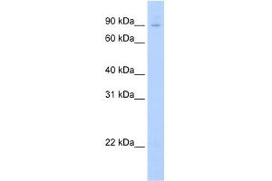 WB Suggested Anti-E2f7 Antibody Titration:  0. (E2F7 anticorps  (N-Term))
